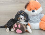 6 week old Mini Bernedoodle Puppy For Sale - Simply Southern Pups