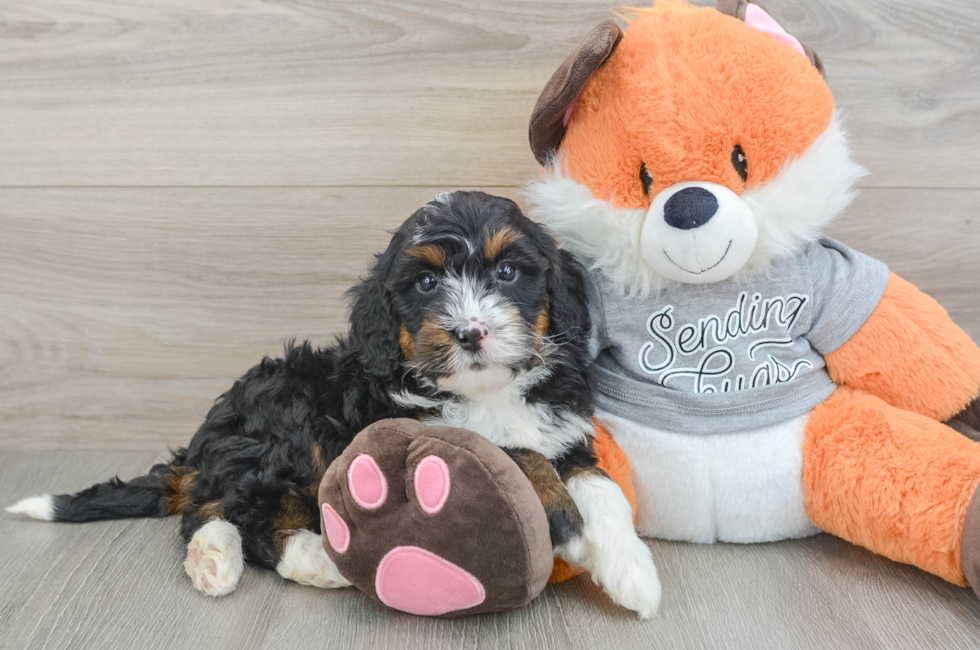 6 week old Mini Bernedoodle Puppy For Sale - Simply Southern Pups