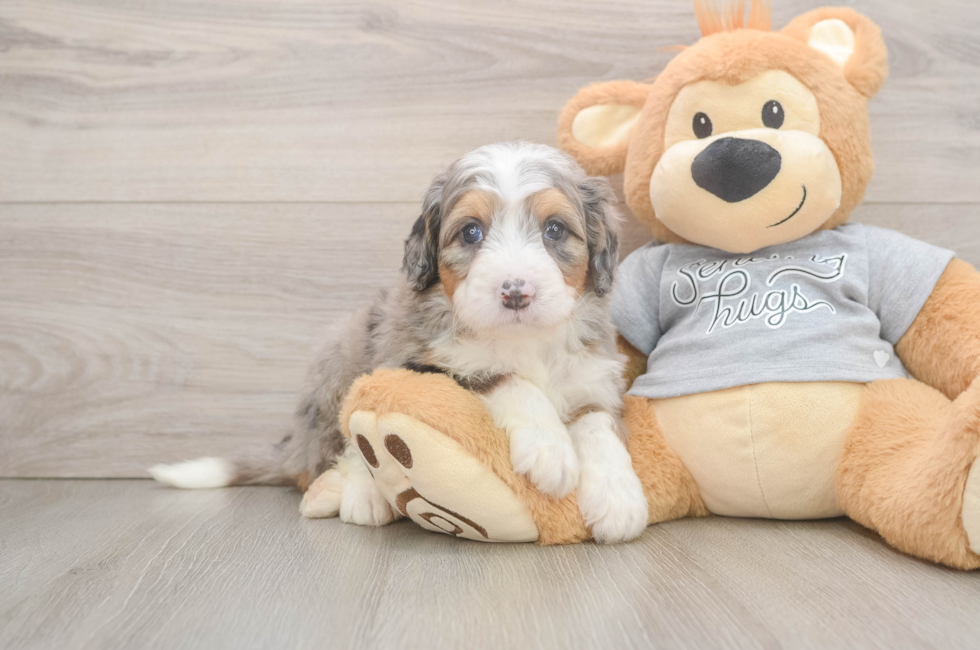 5 week old Mini Bernedoodle Puppy For Sale - Simply Southern Pups