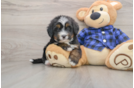 Mini Bernedoodle Puppy for Adoption