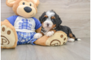 Best Mini Bernedoodle Baby