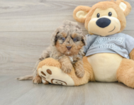 8 week old Mini Bernedoodle Puppy For Sale - Simply Southern Pups
