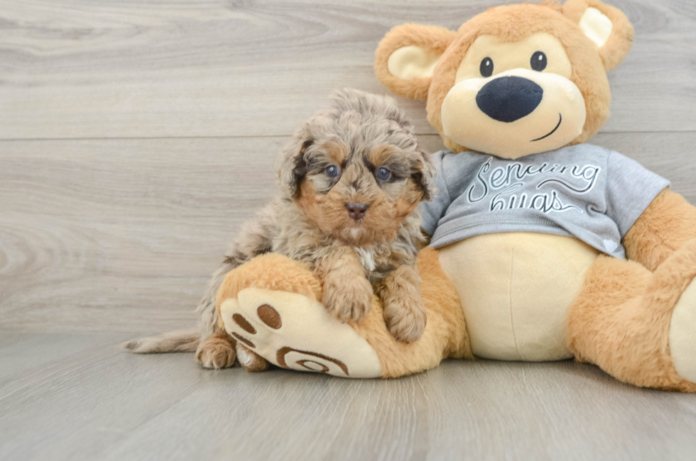 8 week old Mini Bernedoodle Puppy For Sale - Simply Southern Pups