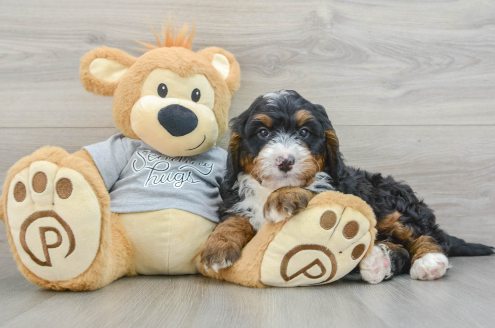 8 week old Mini Bernedoodle Puppy For Sale - Simply Southern Pups