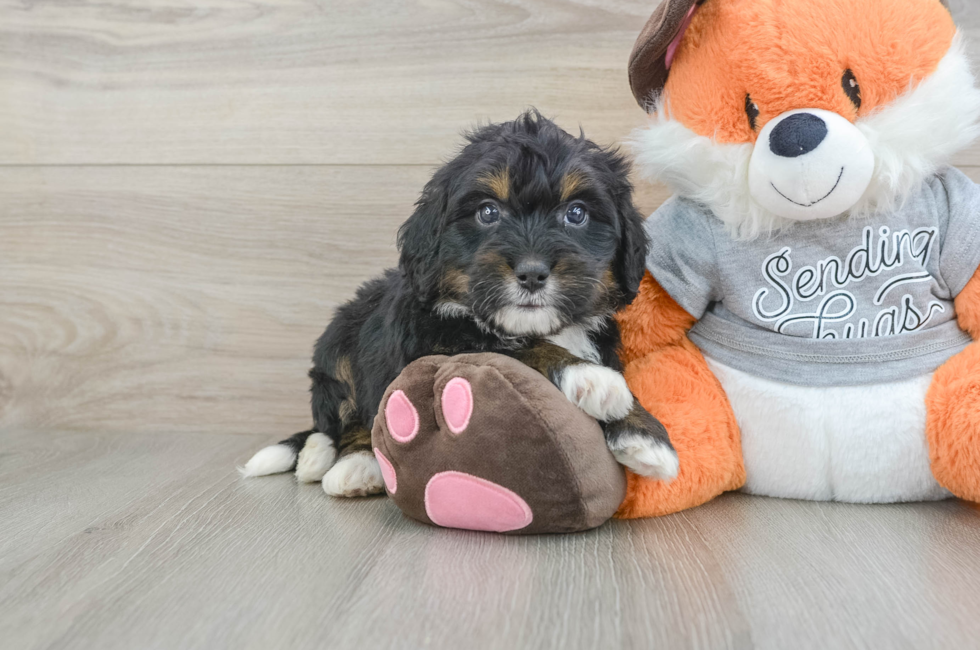 6 week old Mini Bernedoodle Puppy For Sale - Simply Southern Pups