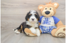 Mini Bernedoodle Pup Being Cute