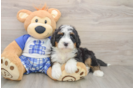 Fluffy Mini Bernedoodle Poodle Mix Pup