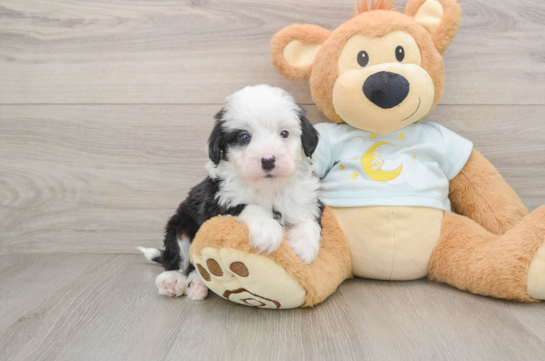 Mini Bernedoodle Pup Being Cute