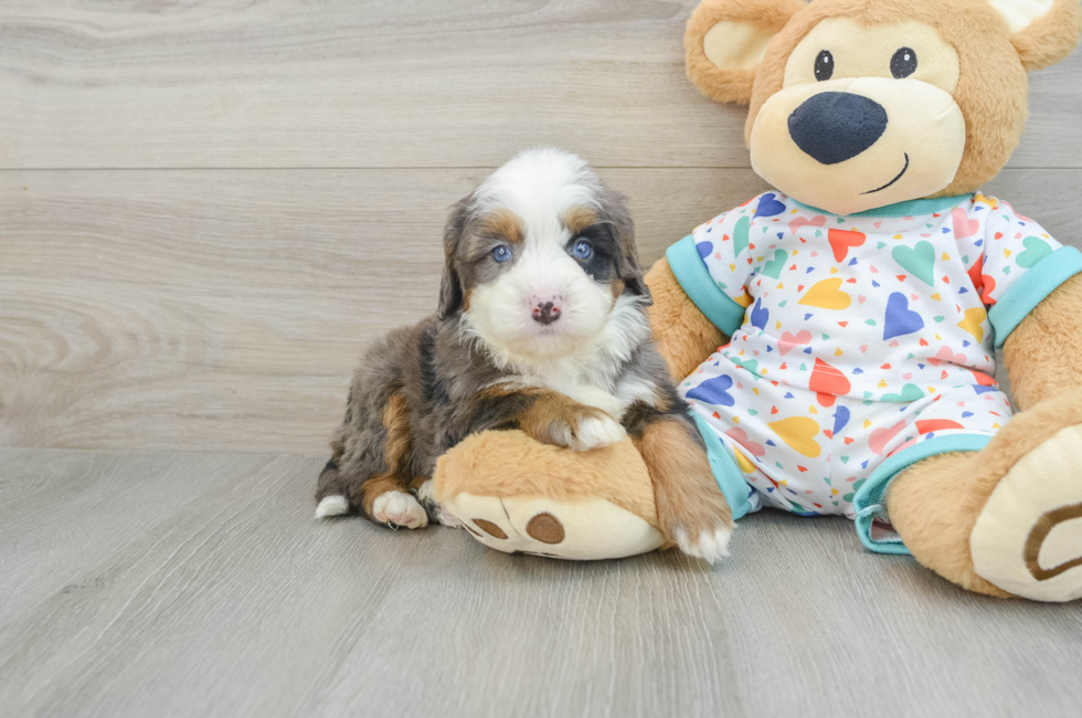 6 week old Mini Bernedoodle Puppy For Sale - Simply Southern Pups