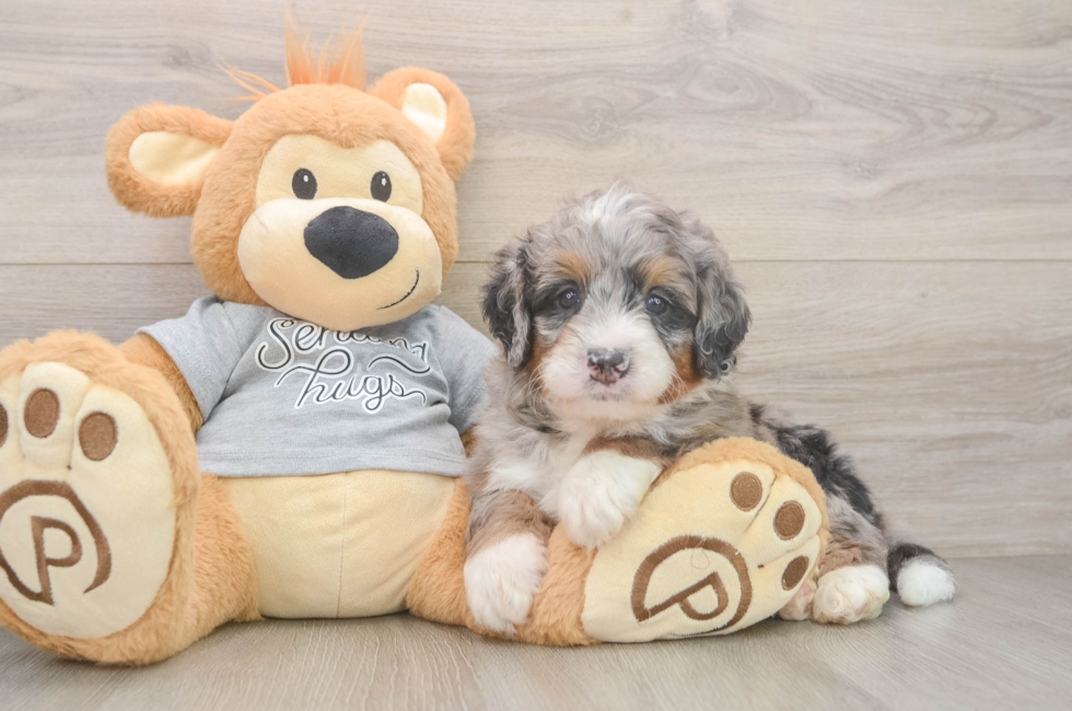 5 week old Mini Bernedoodle Puppy For Sale - Simply Southern Pups