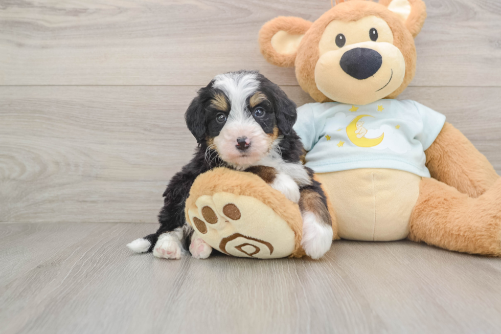 Funny Mini Bernedoodle Poodle Mix Pup