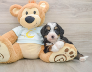 7 week old Mini Bernedoodle Puppy For Sale - Simply Southern Pups
