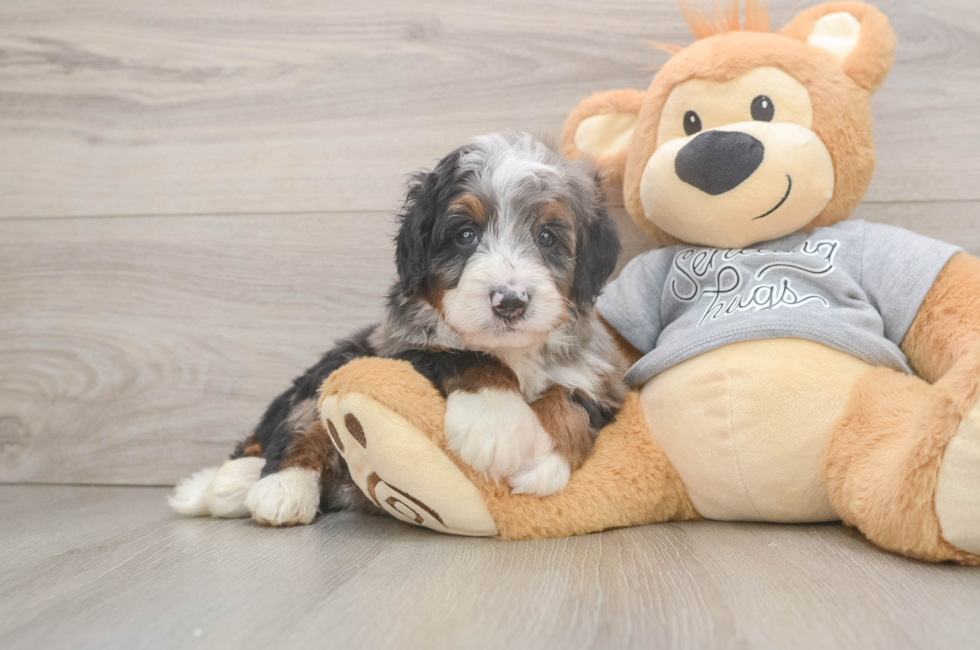 5 week old Mini Bernedoodle Puppy For Sale - Simply Southern Pups
