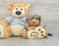 8 week old Mini Bernedoodle Puppy For Sale - Simply Southern Pups