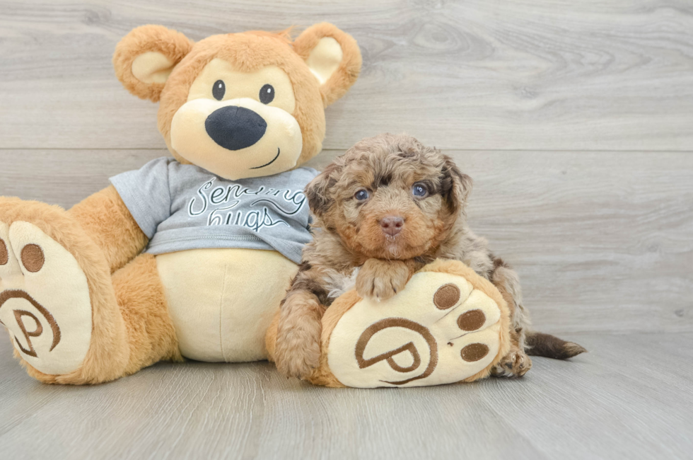 8 week old Mini Bernedoodle Puppy For Sale - Simply Southern Pups