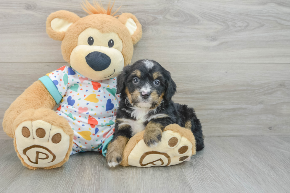 Petite Mini Bernedoodle Poodle Mix Pup