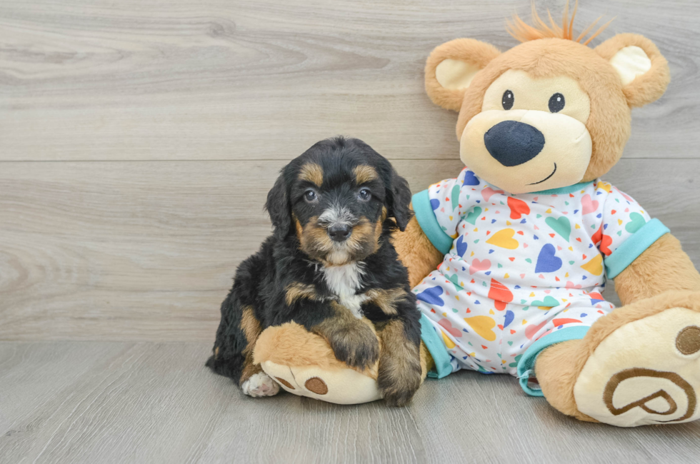 6 week old Mini Bernedoodle Puppy For Sale - Simply Southern Pups