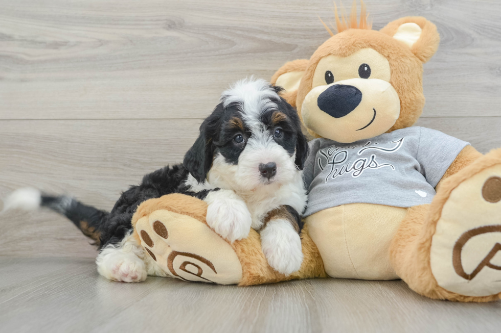 Mini Bernedoodle Puppy for Adoption