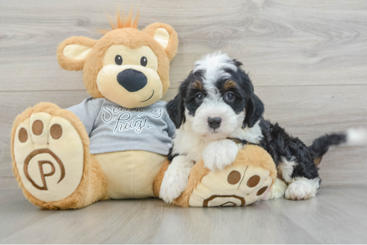 Best Mini Bernedoodle Baby