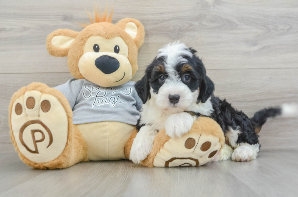 8 week old Mini Bernedoodle Puppy For Sale - Simply Southern Pups