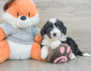6 week old Mini Bernedoodle Puppy For Sale - Simply Southern Pups