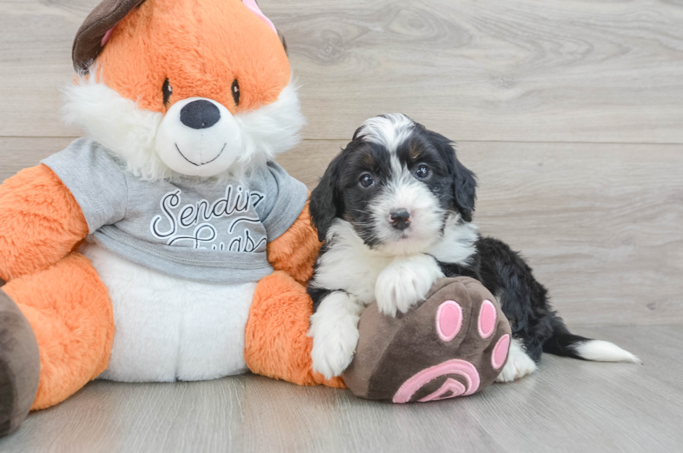 6 week old Mini Bernedoodle Puppy For Sale - Simply Southern Pups