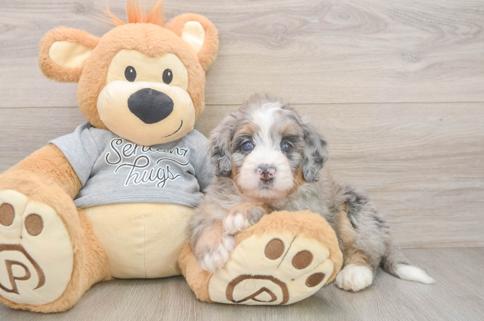 5 week old Mini Bernedoodle Puppy For Sale - Simply Southern Pups