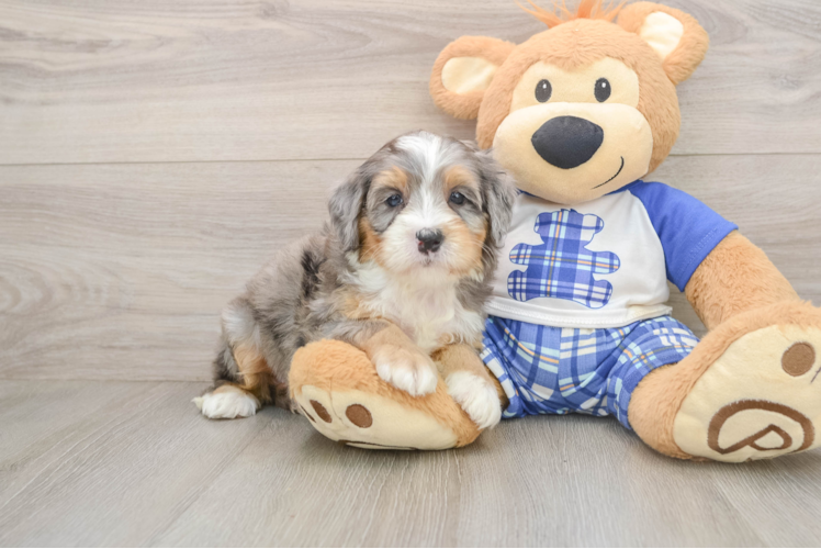 Popular Mini Bernedoodle Poodle Mix Pup