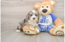 Popular Mini Bernedoodle Poodle Mix Pup