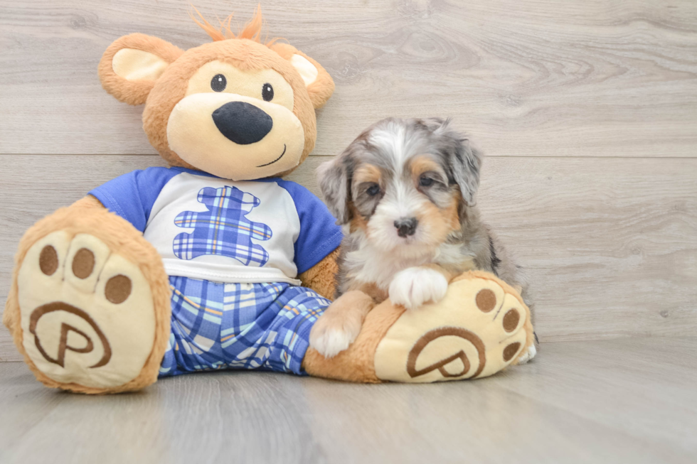 Mini Bernedoodle Pup Being Cute