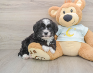 8 week old Mini Bernedoodle Puppy For Sale - Simply Southern Pups