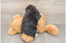 Mini Bernedoodle Puppy for Adoption