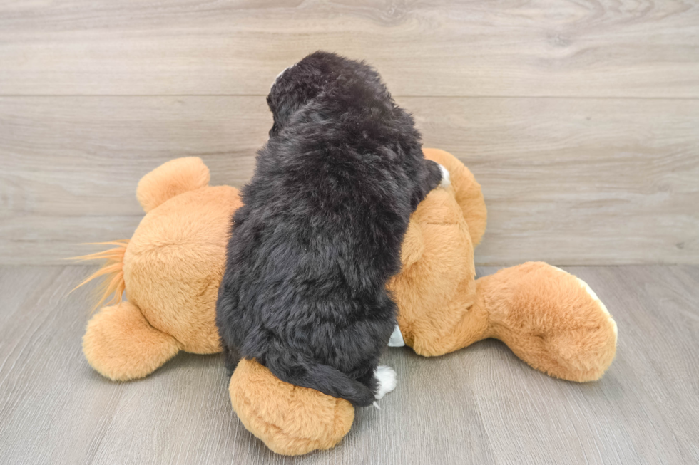 Mini Bernedoodle Puppy for Adoption