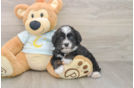 Mini Bernedoodle Puppy for Adoption