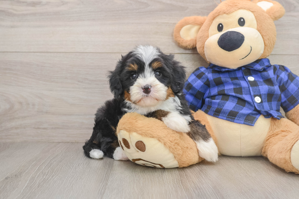 Friendly Mini Bernedoodle Baby