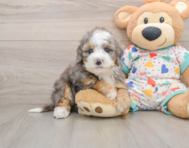 5 week old Mini Bernedoodle Puppy For Sale - Simply Southern Pups