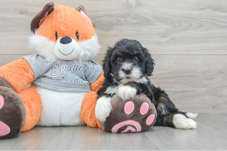Mini Bernedoodle Pup Being Cute