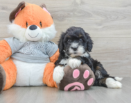 7 week old Mini Bernedoodle Puppy For Sale - Simply Southern Pups