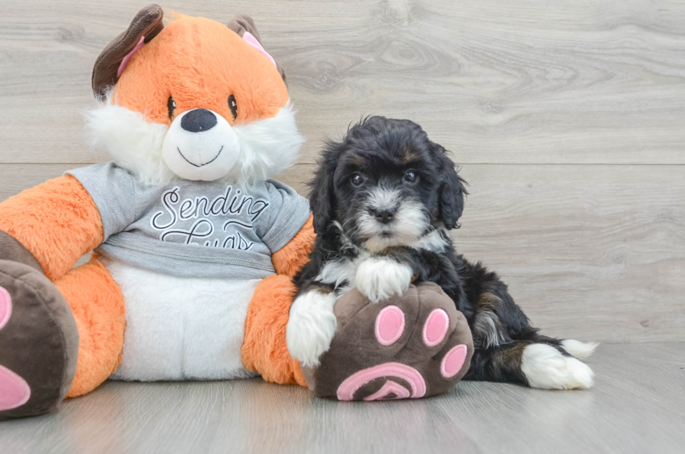 6 week old Mini Bernedoodle Puppy For Sale - Simply Southern Pups