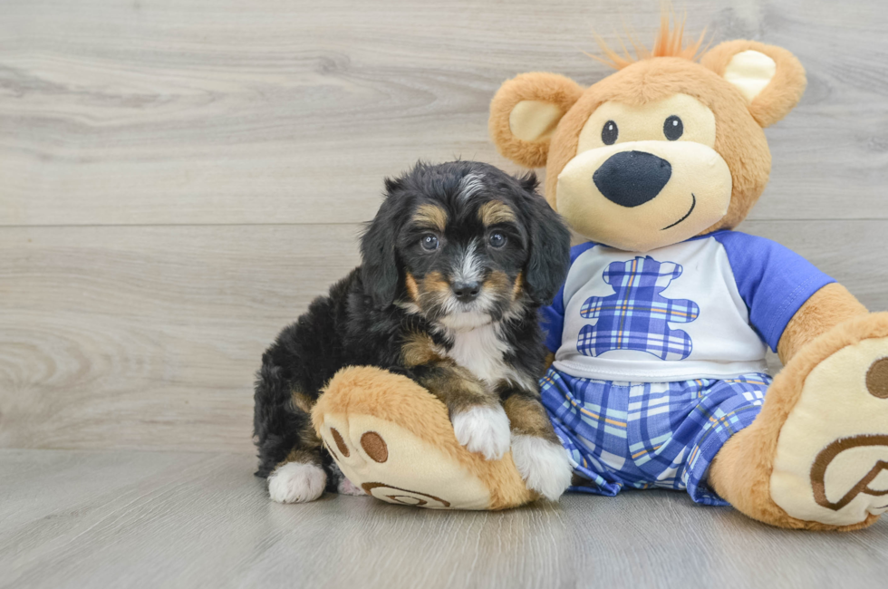 6 week old Mini Bernedoodle Puppy For Sale - Simply Southern Pups