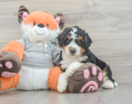 7 week old Mini Bernedoodle Puppy For Sale - Simply Southern Pups