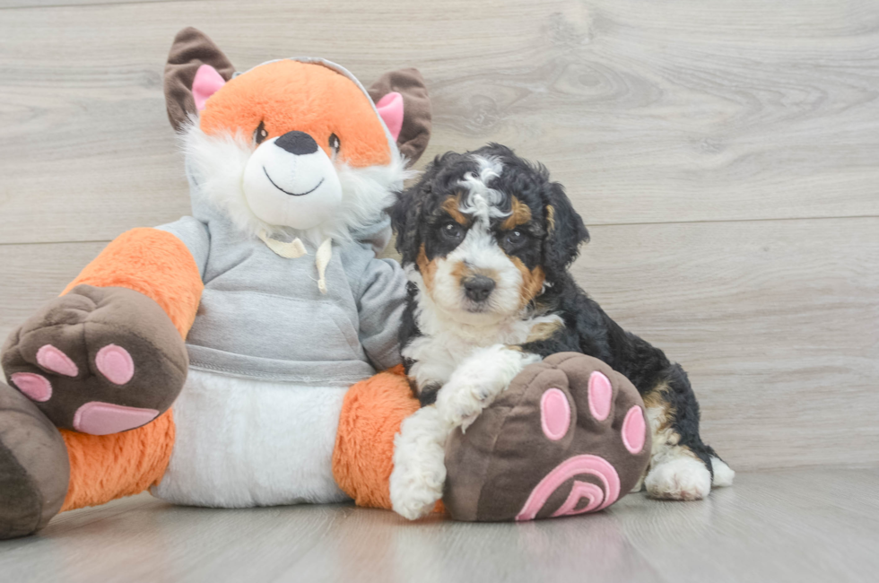 5 week old Mini Bernedoodle Puppy For Sale - Simply Southern Pups