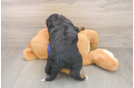 Friendly Mini Bernedoodle Baby