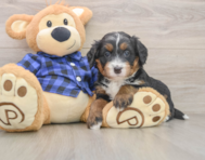 6 week old Mini Bernedoodle Puppy For Sale - Simply Southern Pups