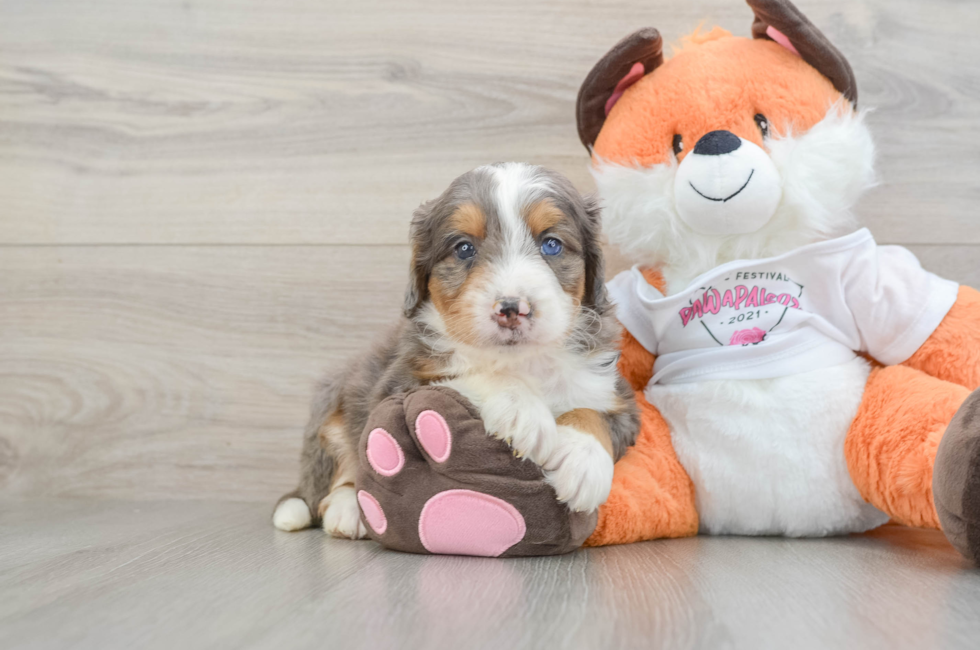 7 week old Mini Bernedoodle Puppy For Sale - Simply Southern Pups