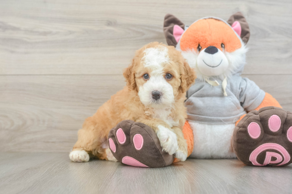 5 week old Mini Bernedoodle Puppy For Sale - Simply Southern Pups