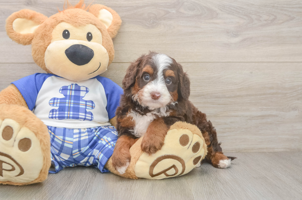 5 week old Mini Bernedoodle Puppy For Sale - Simply Southern Pups