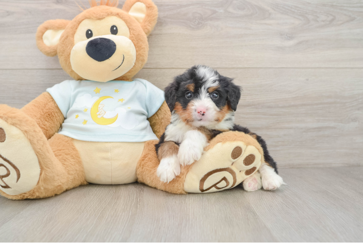 Mini Bernedoodle Pup Being Cute