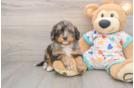 Mini Bernedoodle Puppy for Adoption