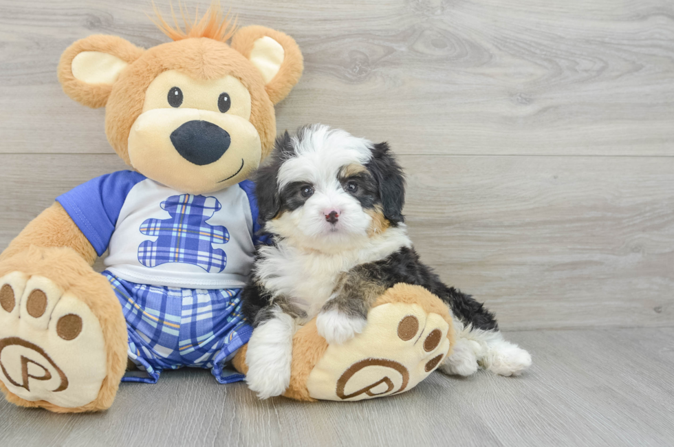 6 week old Mini Bernedoodle Puppy For Sale - Simply Southern Pups